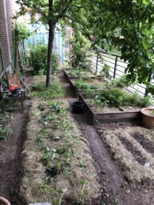 Overview of several rectangular garden beds filled with young plants, the garden soil covered with hay mulch.