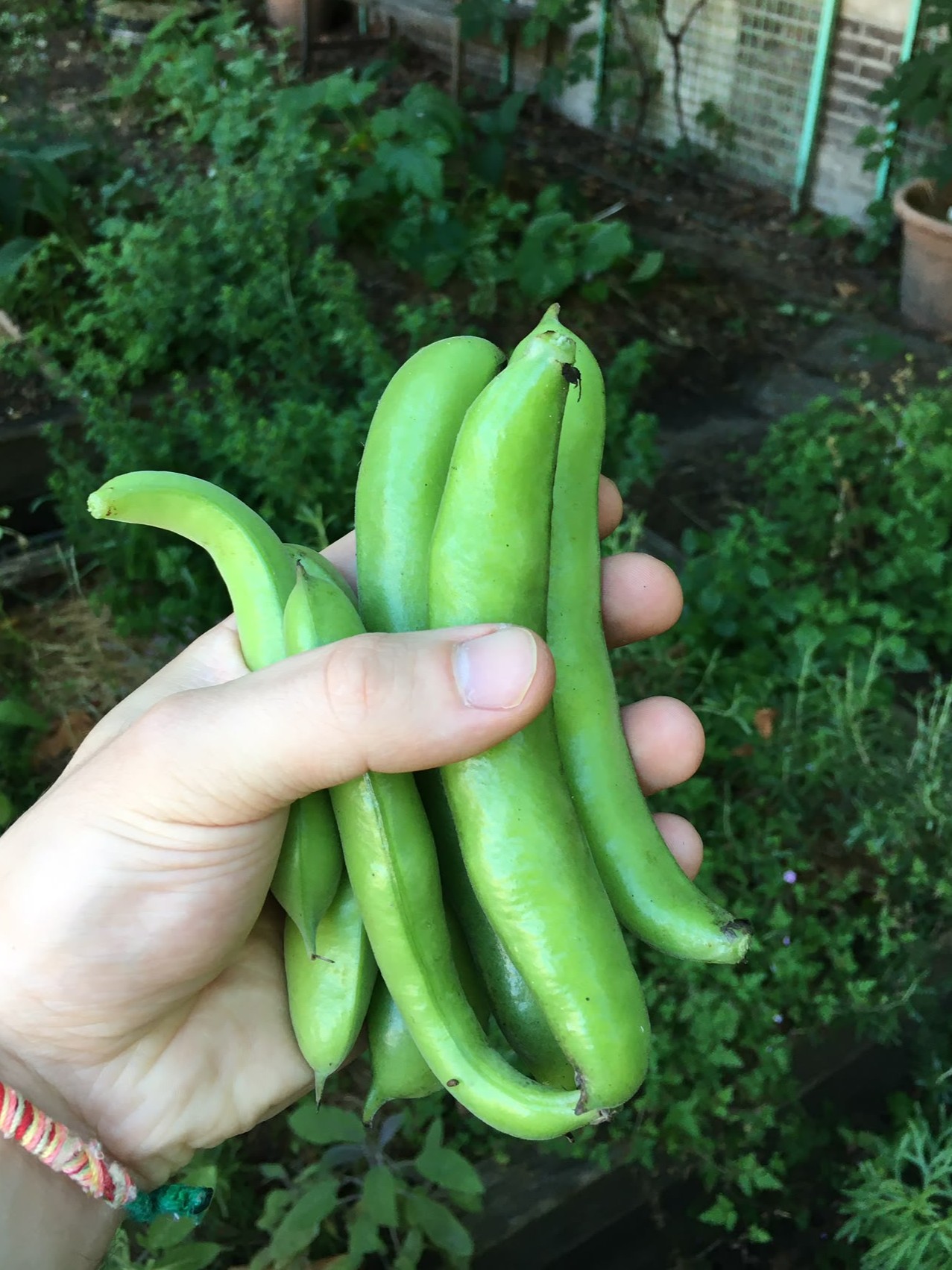 A hand holding six swollen bean pods, in the background different small green leafed plants.