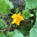 Yellow courgette flower surrounded by its big handshaped green leafs.