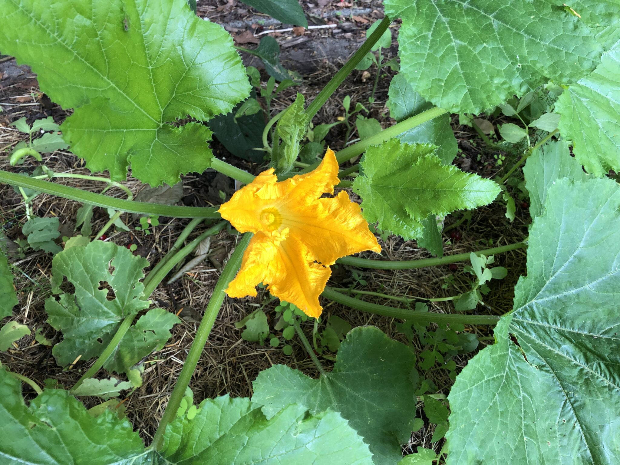 Yellow courgette flower surrounded by its big handshaped green leafs.